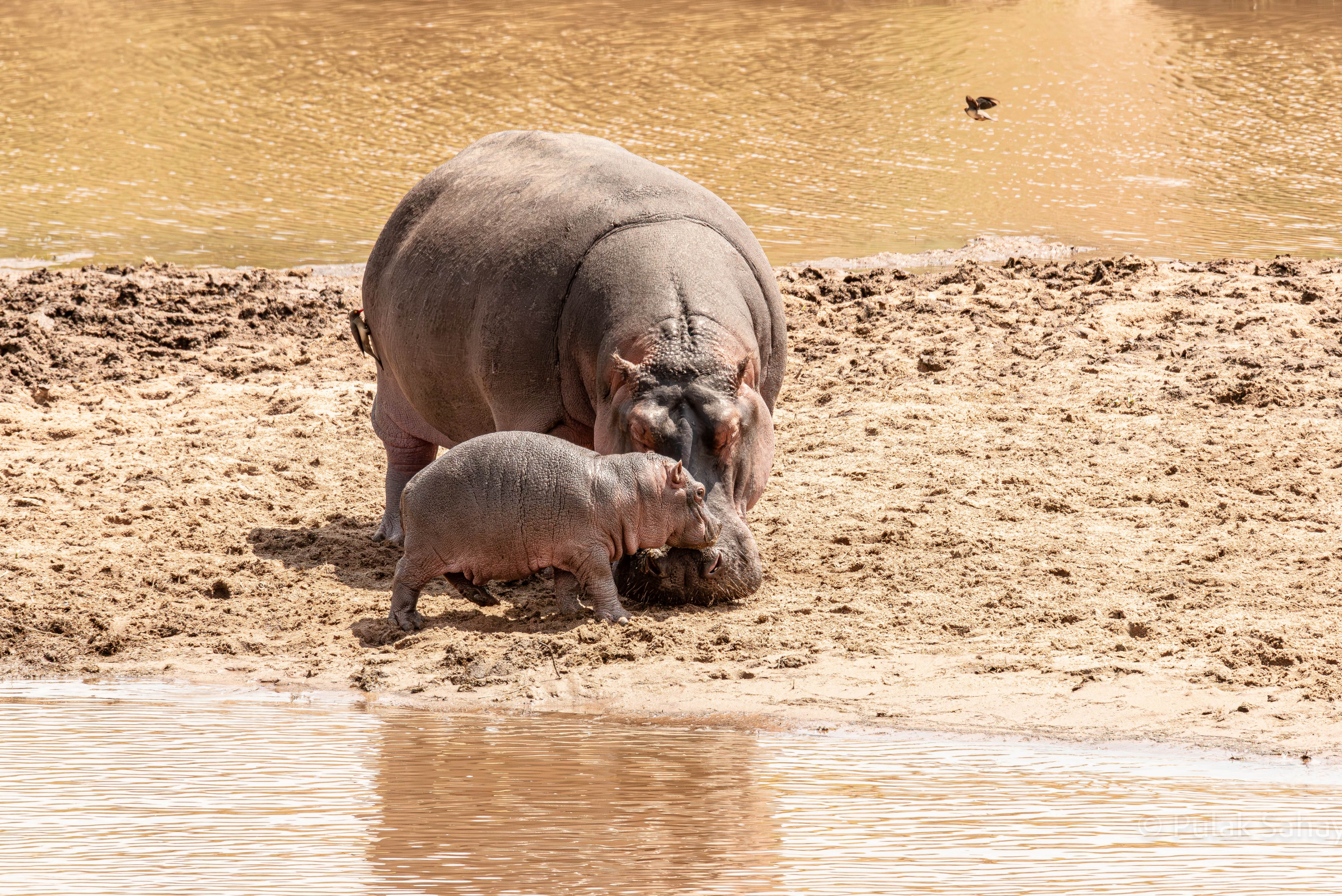 Hippo with baby while Oxpecker cleans ticks